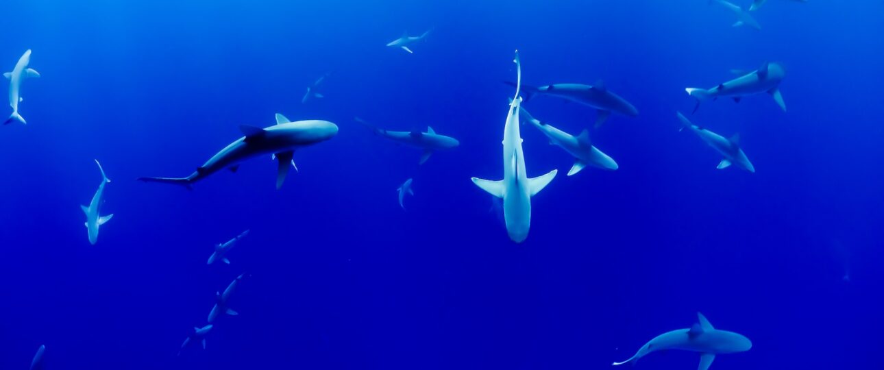 Tunisko a žraloci
